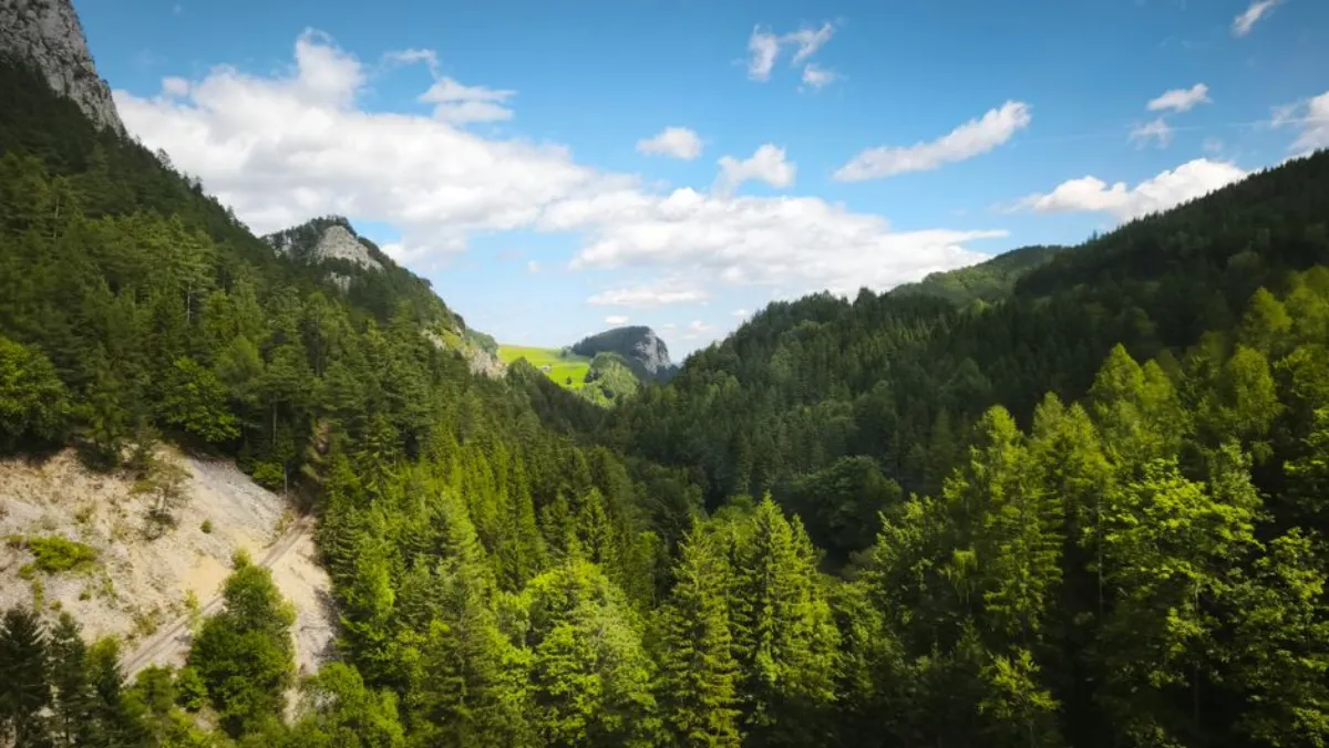 forest valley